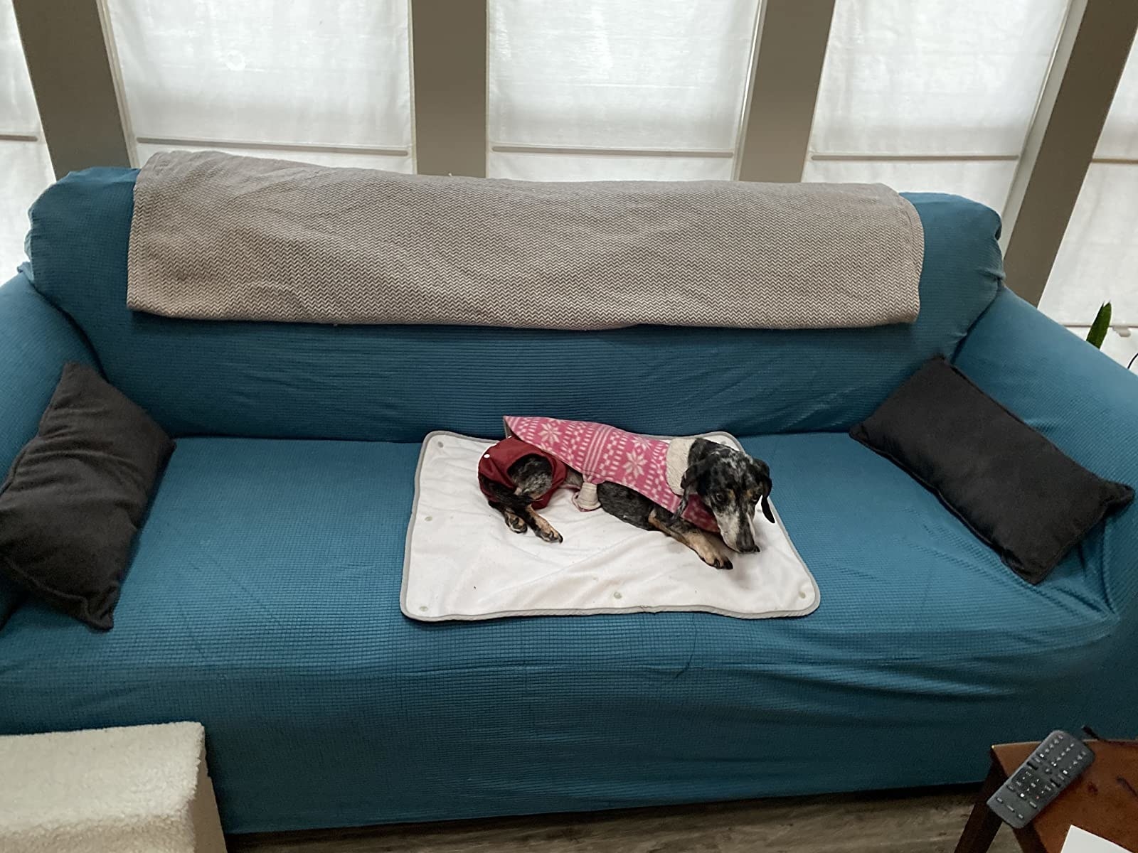 reviewer photo of the blue slipcover on a couch, old dachshund lying on it