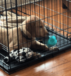 a golden retriever puppy licking the toy through an opening in his cage