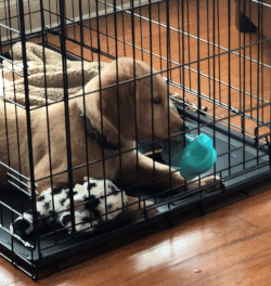 a aureate retriever puppy licking the artifact done an opening successful his cage