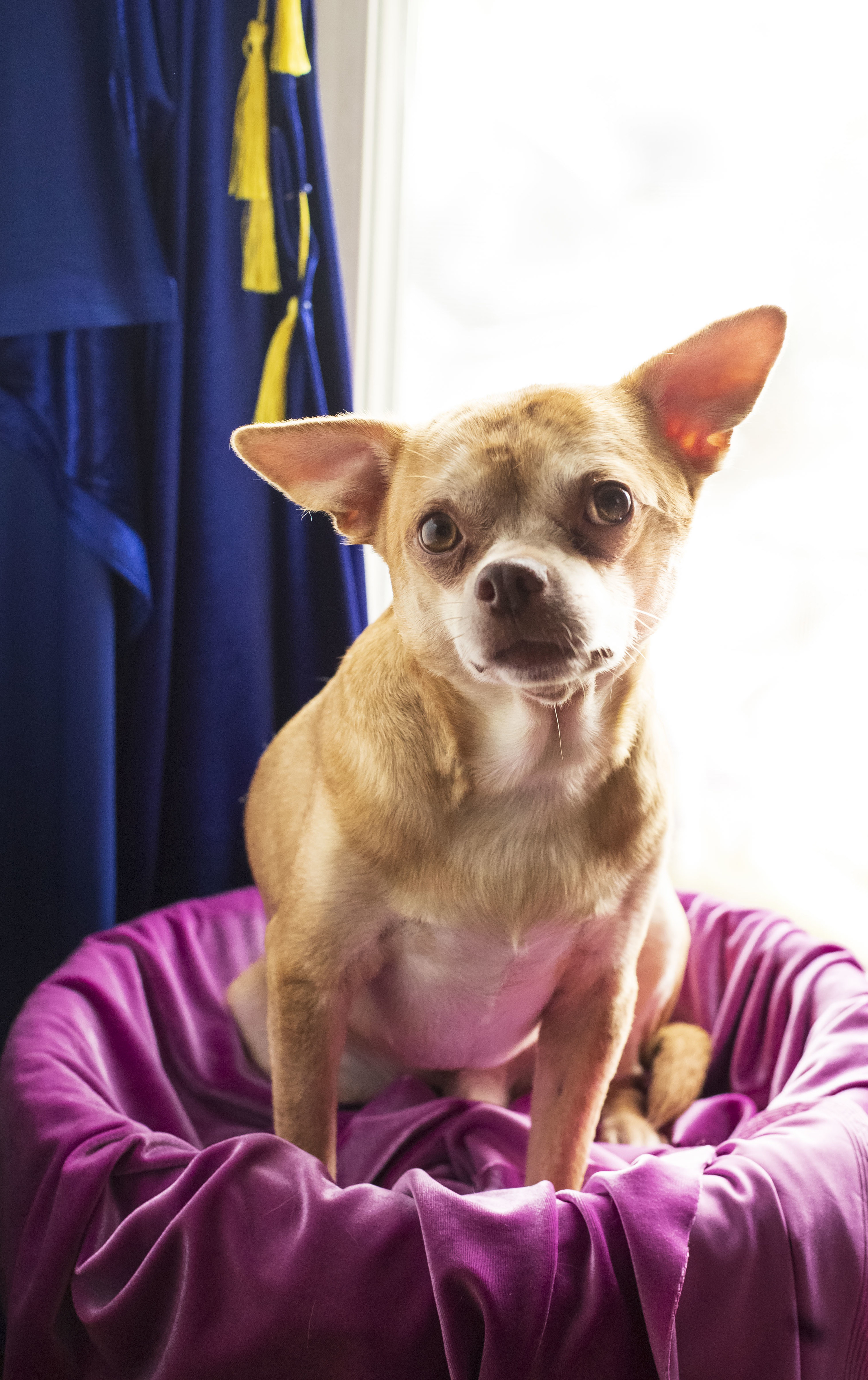 Prancer sitting on a fancy dog bed in a window