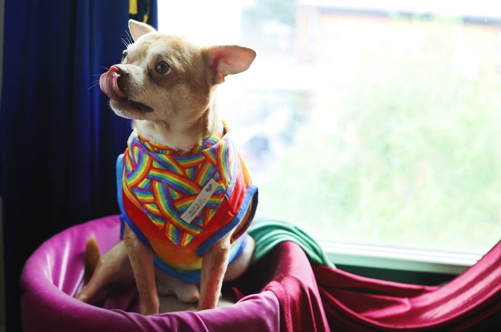 Bandiera americana chihuahua bandiera RDR3009GF, poliestere, Multicolor, large