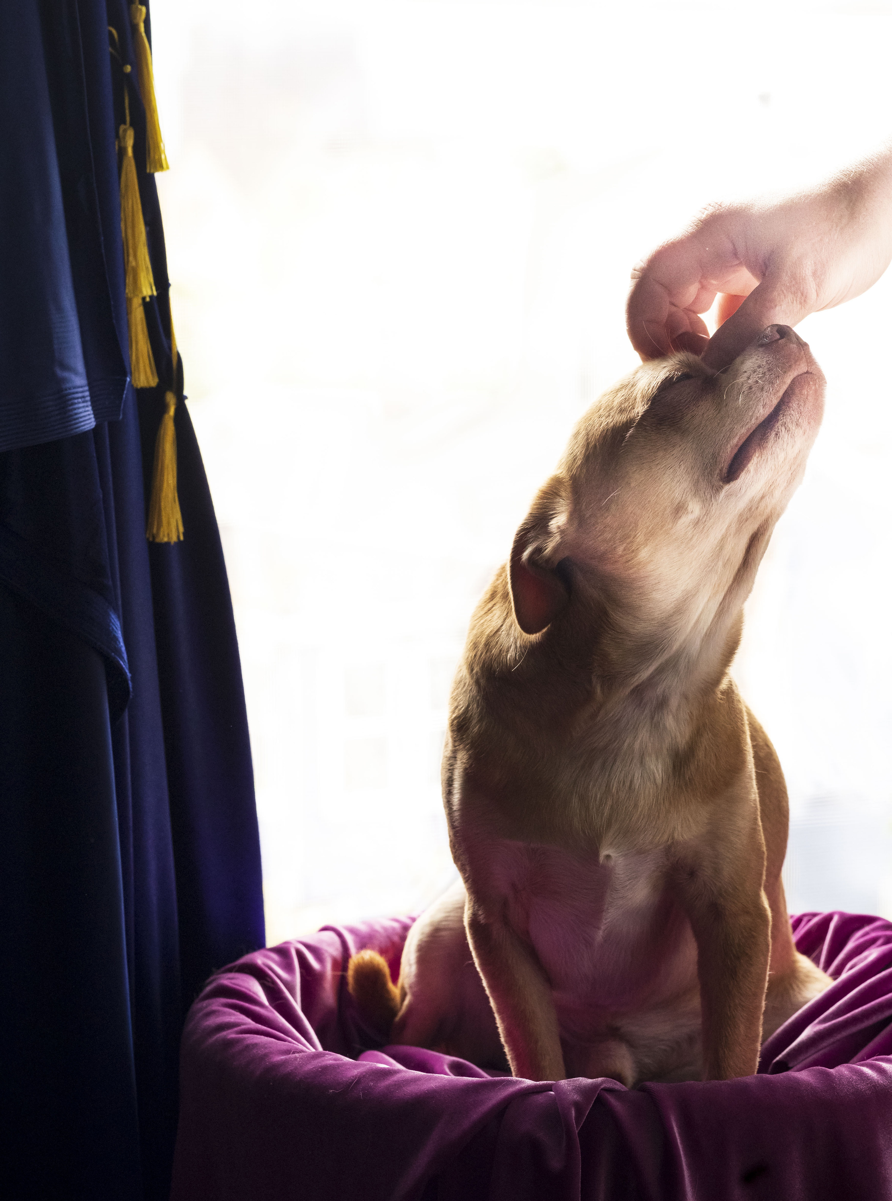 The Chihuahua receives a pet on the forehead