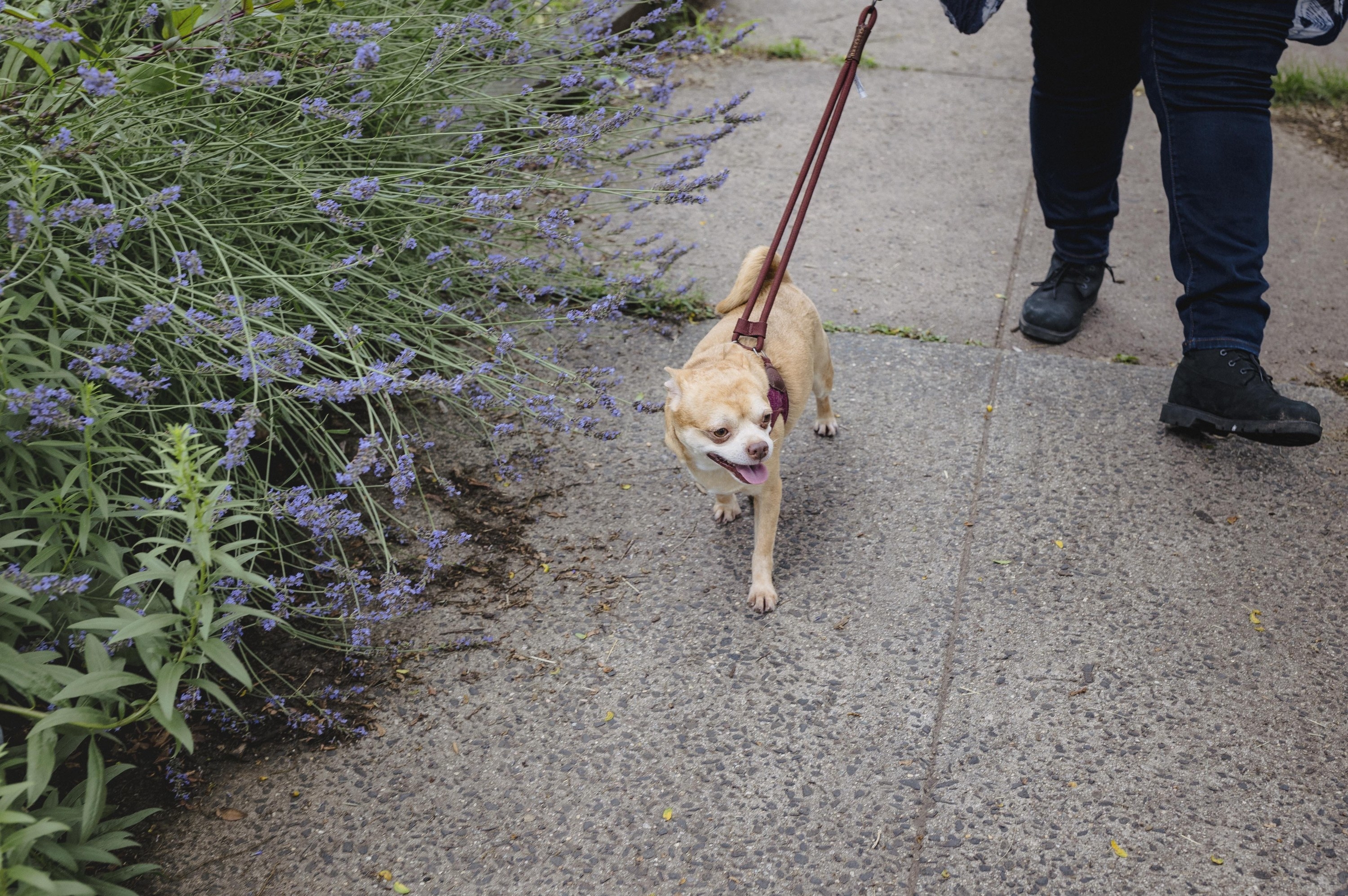 The Chihuahua walking down the street with Davis