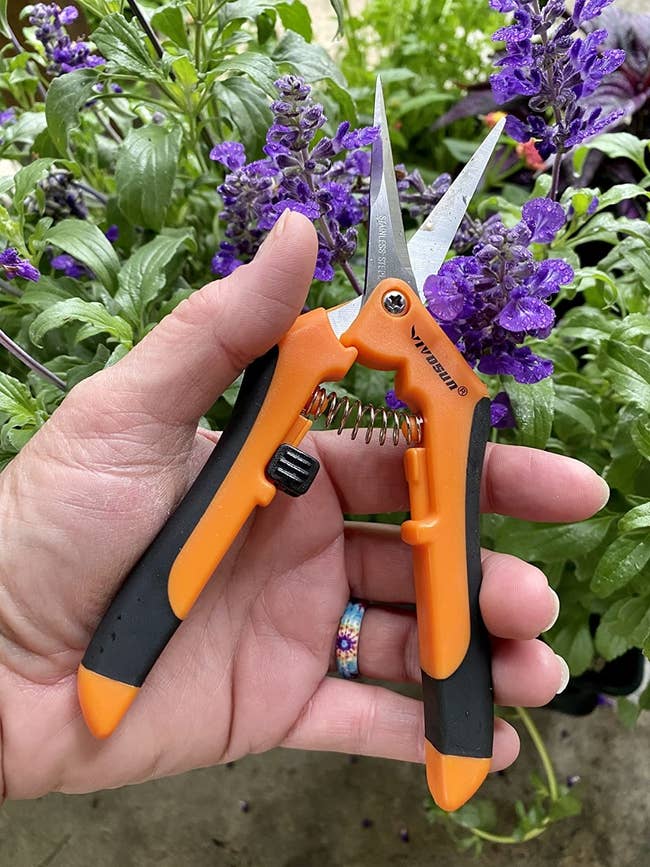 A person holding orange and black gardening shears near purple flowers, possibly for pruning or gardening tasks