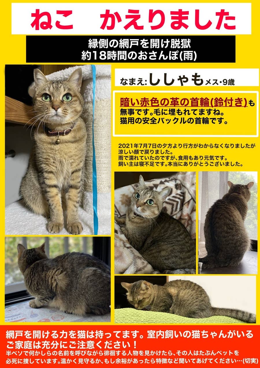 脱走への執着心 ハンパない 猫飼いにとって 他人事とは思えない一夜の出来事