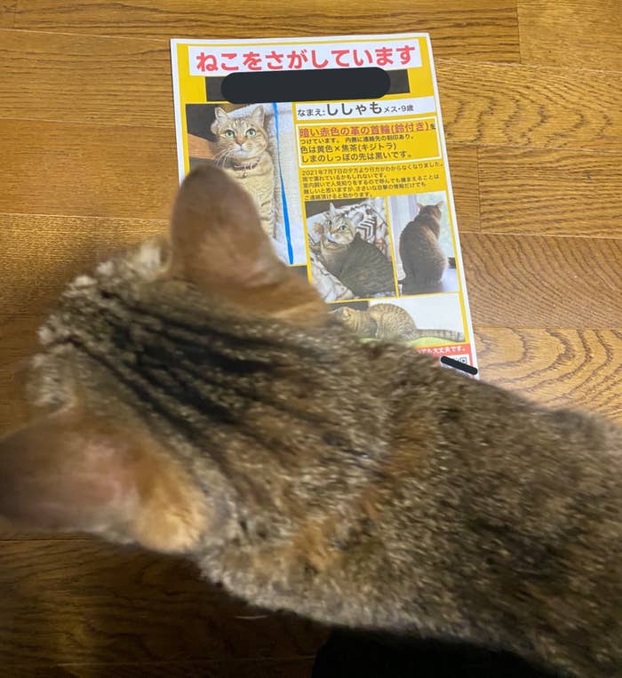 脱走への執着心 ハンパない 猫飼いにとって 他人事とは思えない一夜の出来事 脱走への執着心 ハンパない 猫飼いにとって 他人事とは思えない一夜の出来事