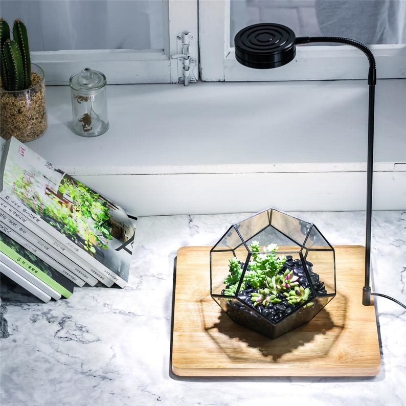 lifestyle photo of the grow light and wooden board displaying a hexagonal glass terrarium with succulents inside