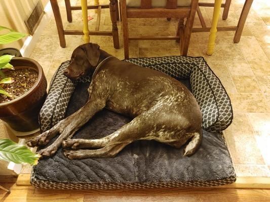 reviewer image of a large dog on the furhaven orthopedic bed
