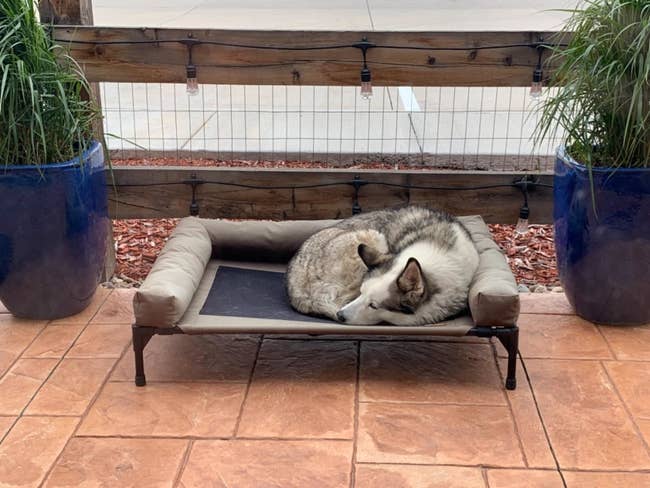 reviewer image of a husky sleeping on the K&H elevated dog bed
