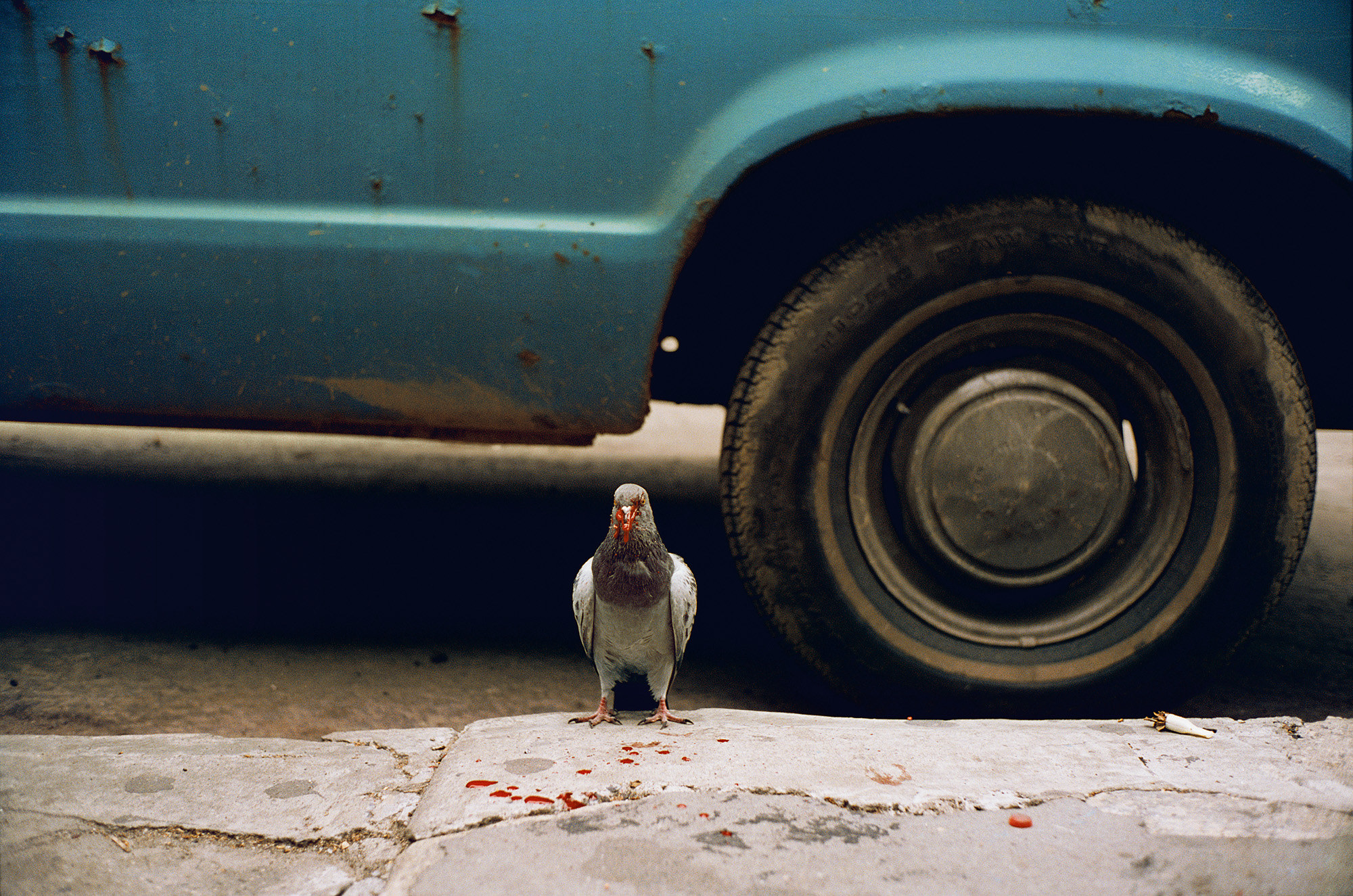 A bloody pigeon stands on the sidewalk in front of a blue car