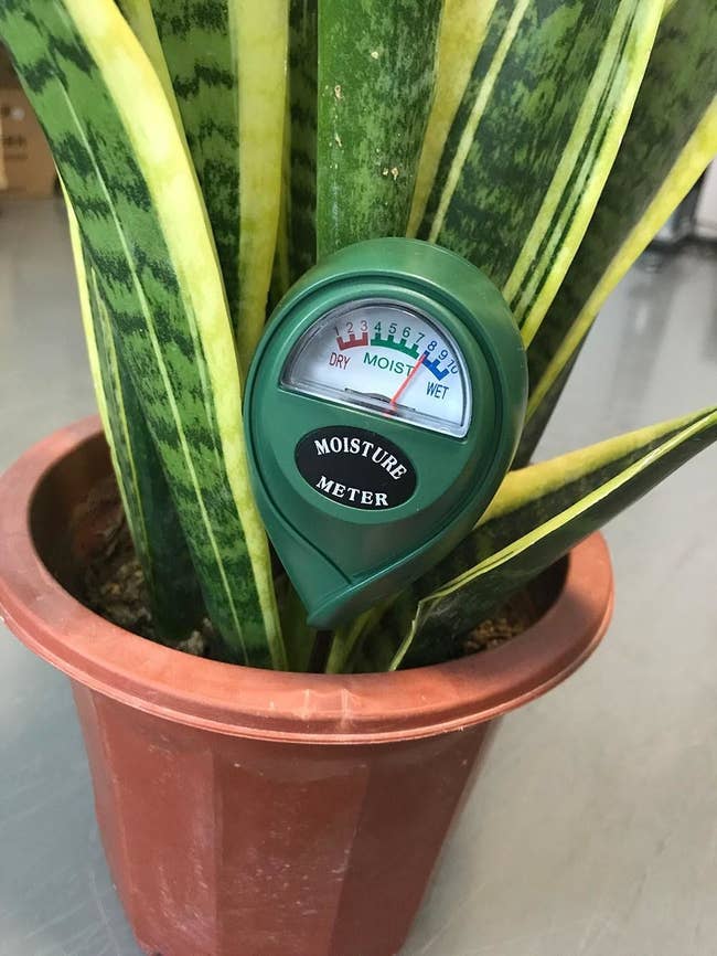 Reviewer's moisture meter is in a snake plant pot