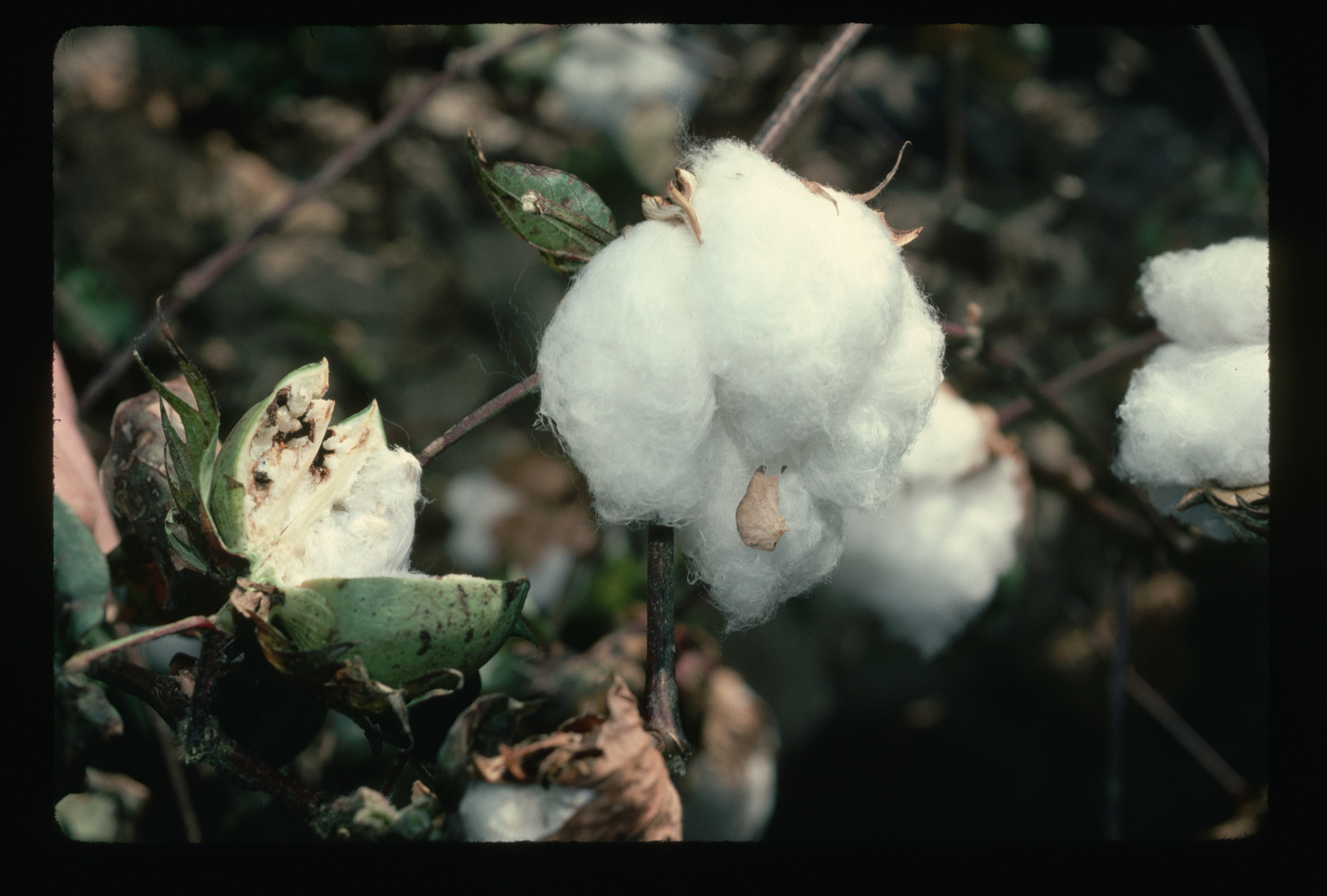 Closeup of a cotton plant