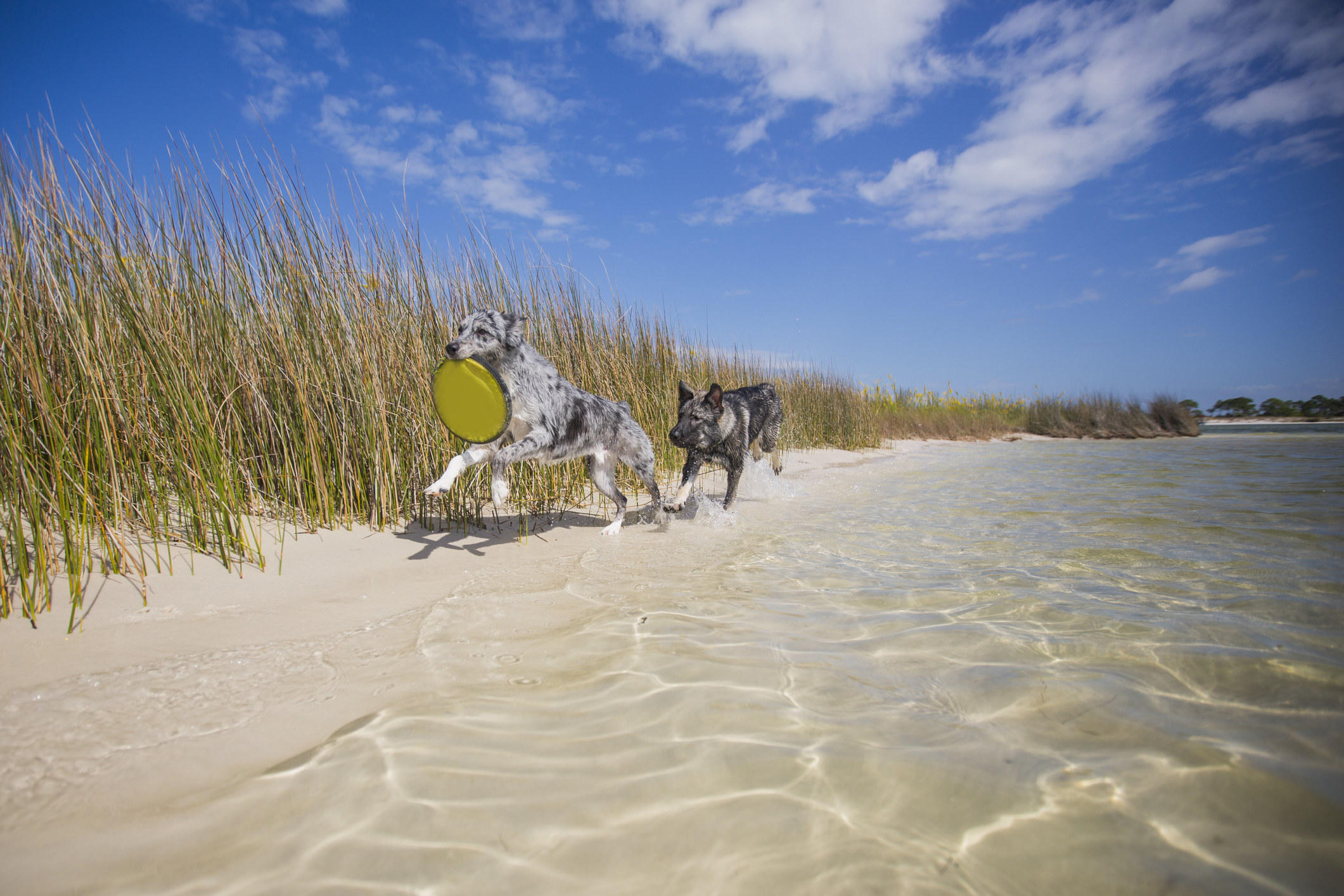 Photo of two dogs playing with a frisbee on a beach in South Walton