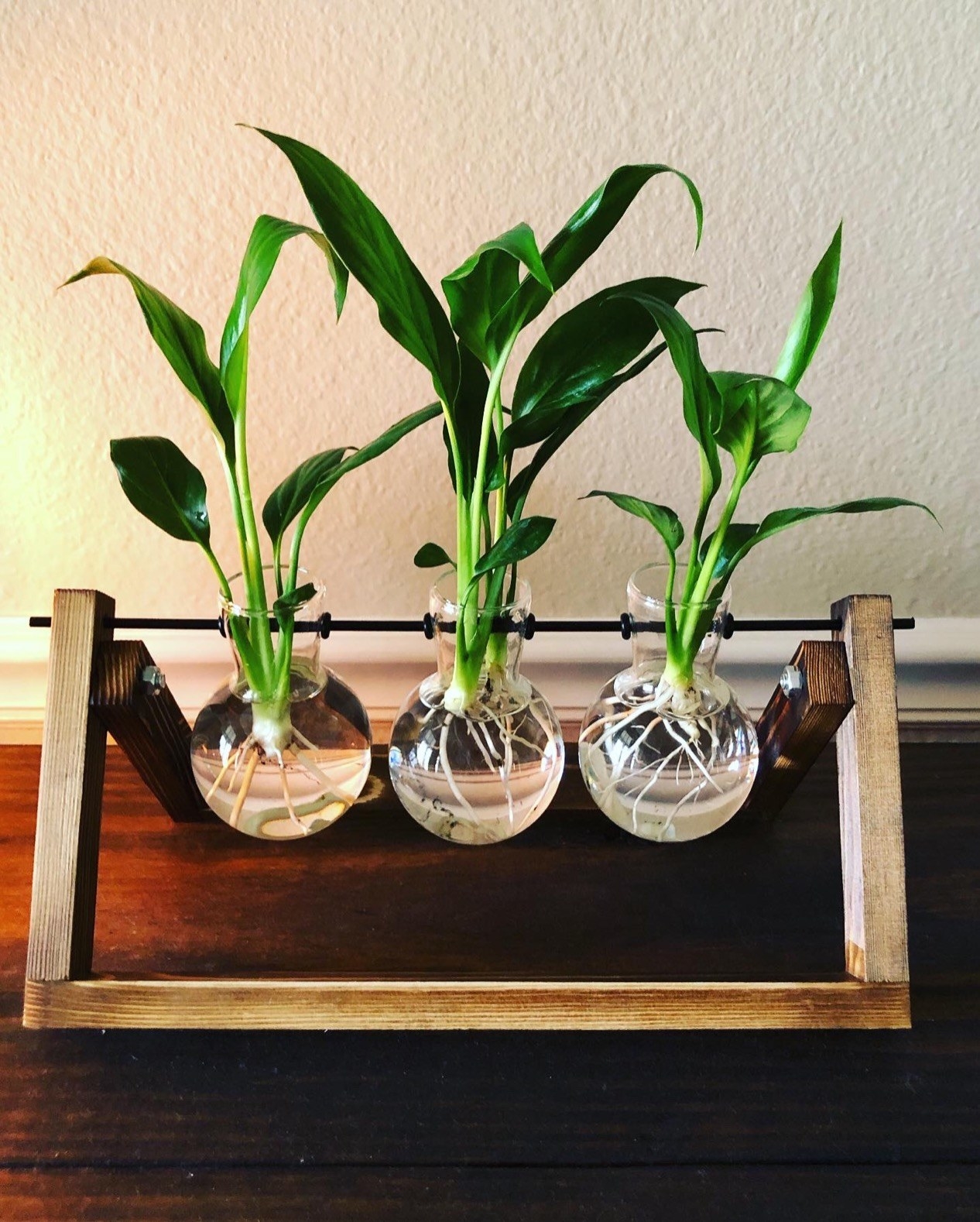 Reviewer's trio of glass bulbs have plant stems propagating in them