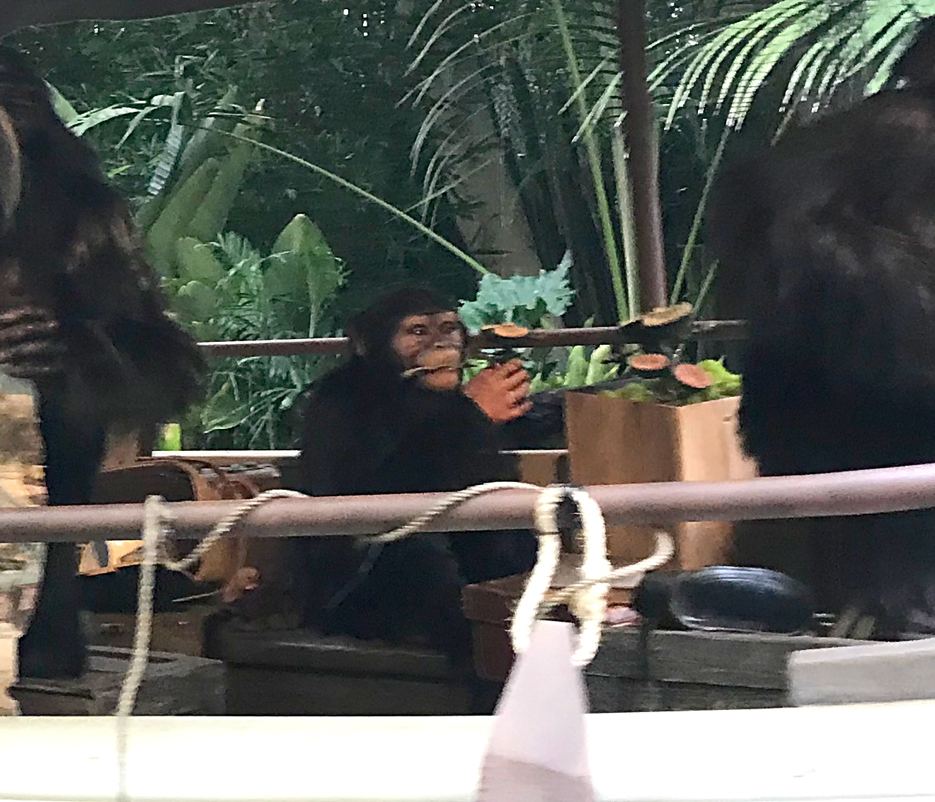 Chimpanzee eating a plant