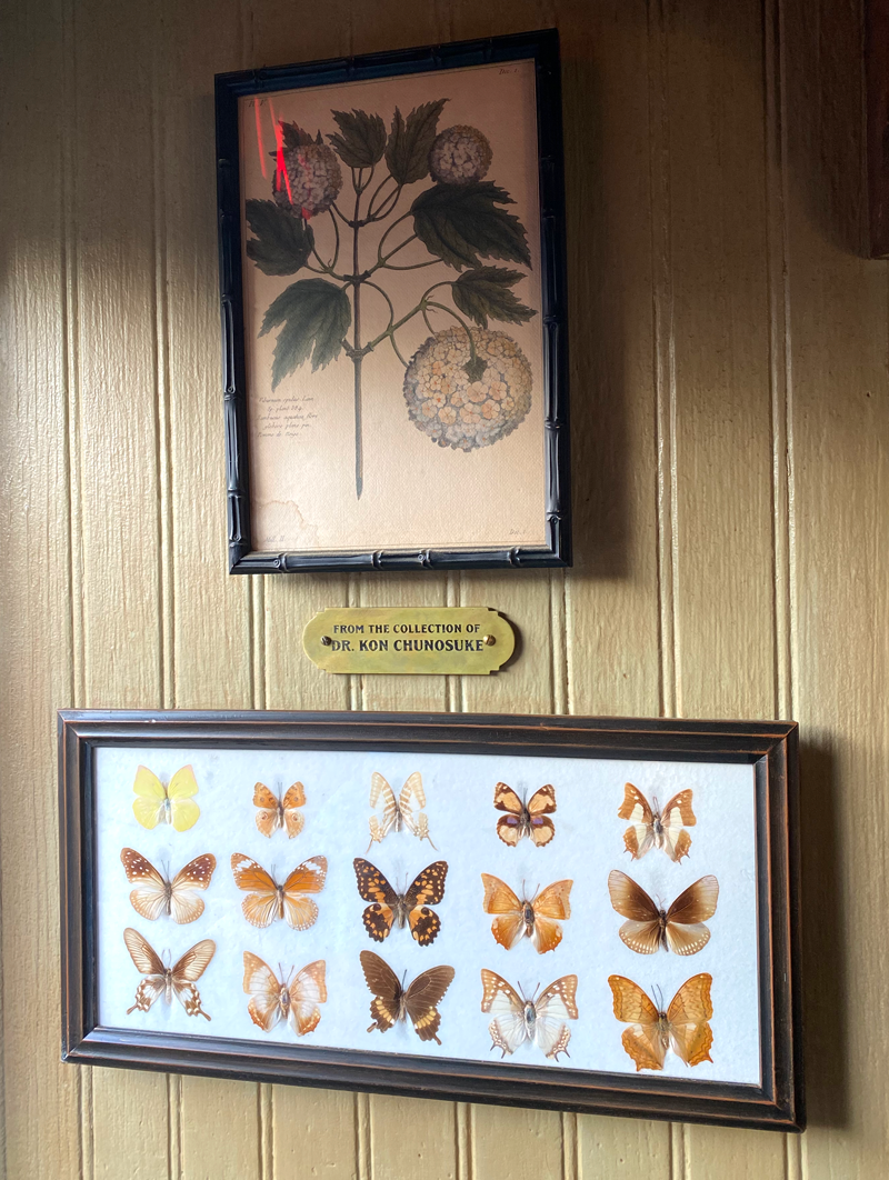 A placard with From the collection of Dr. Kon Chunosuke on it, and framed butterflies