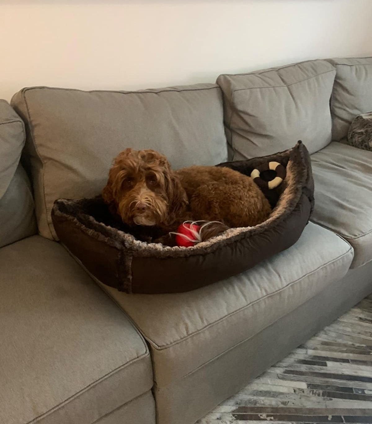 reviewer image of a brown dog lounging in the medium pirate boat bed