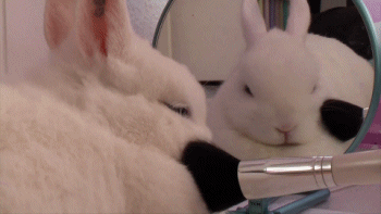 A bunny sitting in front of a mirror getting pampered.