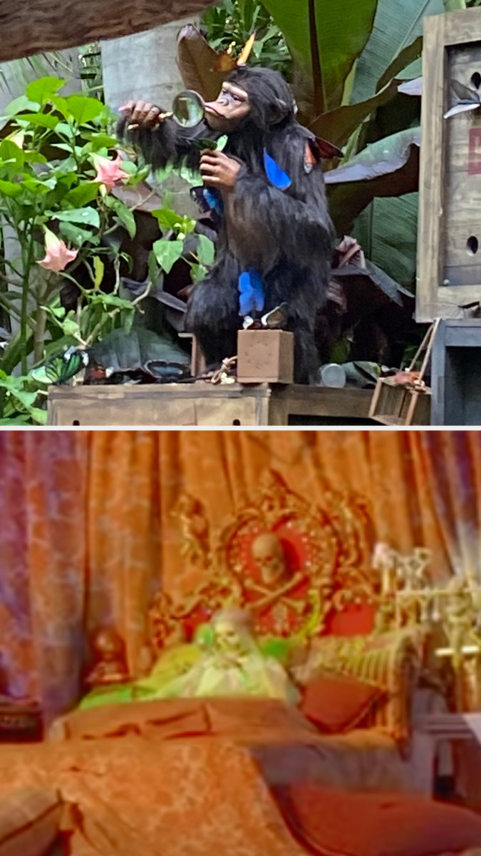Chimp looking through magnifying glass in Jungle Cruise, and a skeleton looking through magnifying glass in Pirates of the Caribbean
