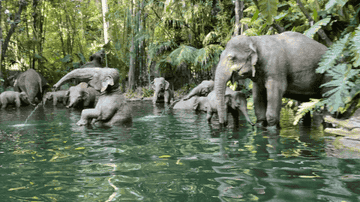 GIF of elephants sitting in pool of water, spraying water from trunks