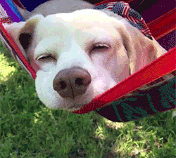 Dog laying in hammock