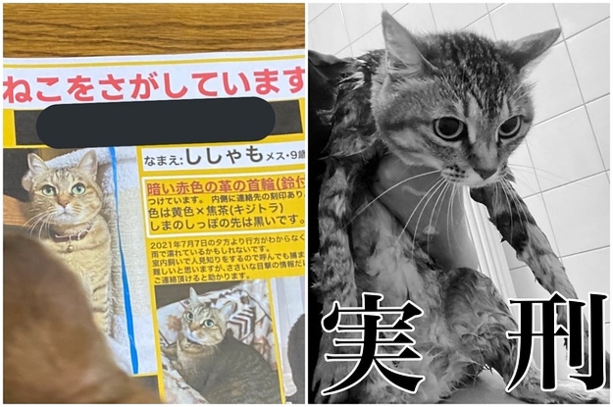 脱走への執着心 ハンパない 猫飼いにとって 他人事とは思えない一夜の出来事 脱走への執着心 ハンパない 猫飼いにとって 他人事とは思えない一夜の出来事