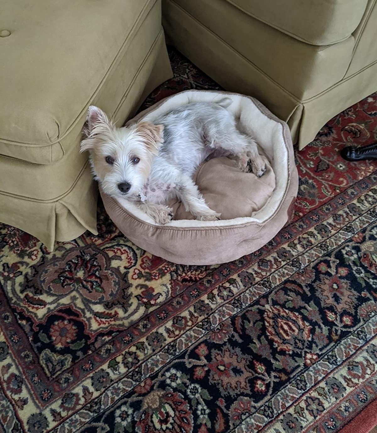reviewer image of a small dog cuddled up in the camel colored Bedsure small bed