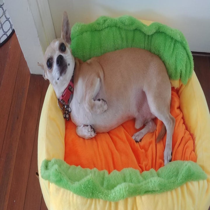 reviewer aerial shot of the same Chiweenie in a hot dog bed