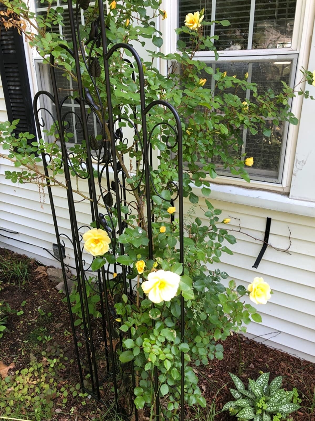 A reviewer photo of a garden trellis with flowers growing on it