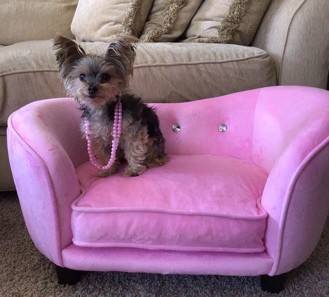 reviewer image of a tiny dog wearing pink beads sitting on the pink enchanted home snuggle chaise