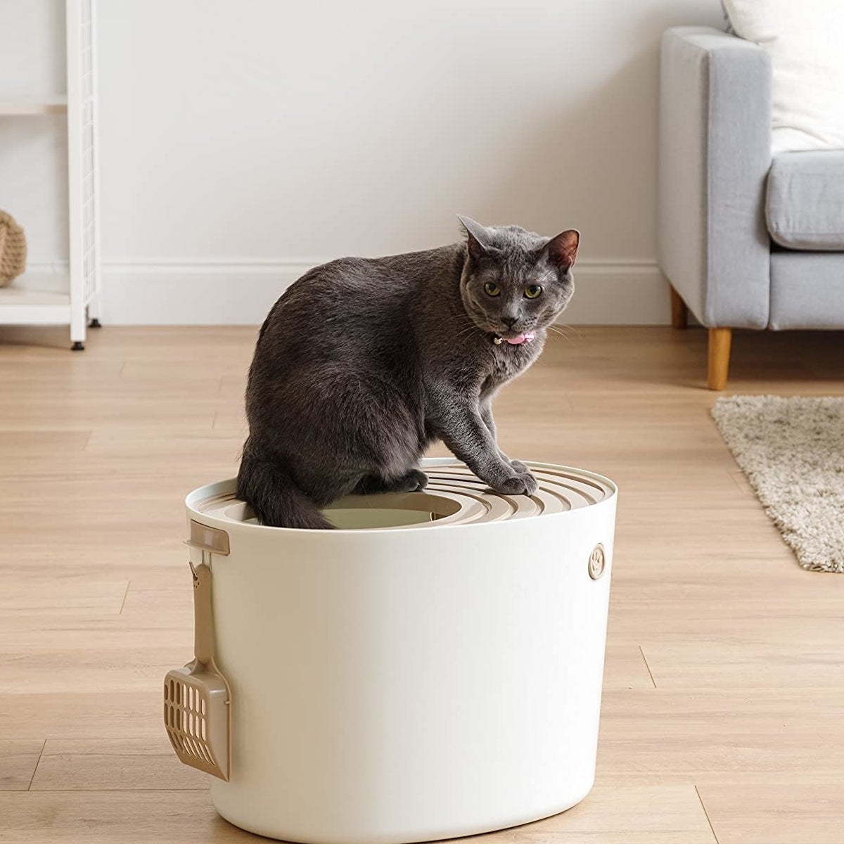 A cat sitting on the top-entry litterbox