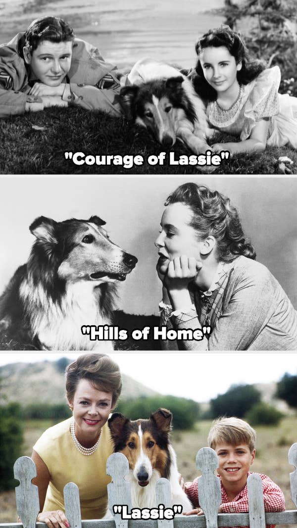 Rough Collie pictured in &quot;Courage of Lassie,&quot; &quot;Hills of Home,&quot; and &quot;Lassie&quot;