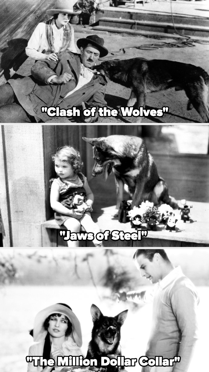 Rin Tin Tin the German Shepard in &quot;Clash of the Wolves,&quot; &quot;Jaws of Steel,&quot; and &quot;The Million Dollar Collar&quot;