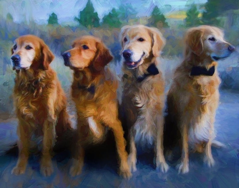 A portrait of four golden retrievers