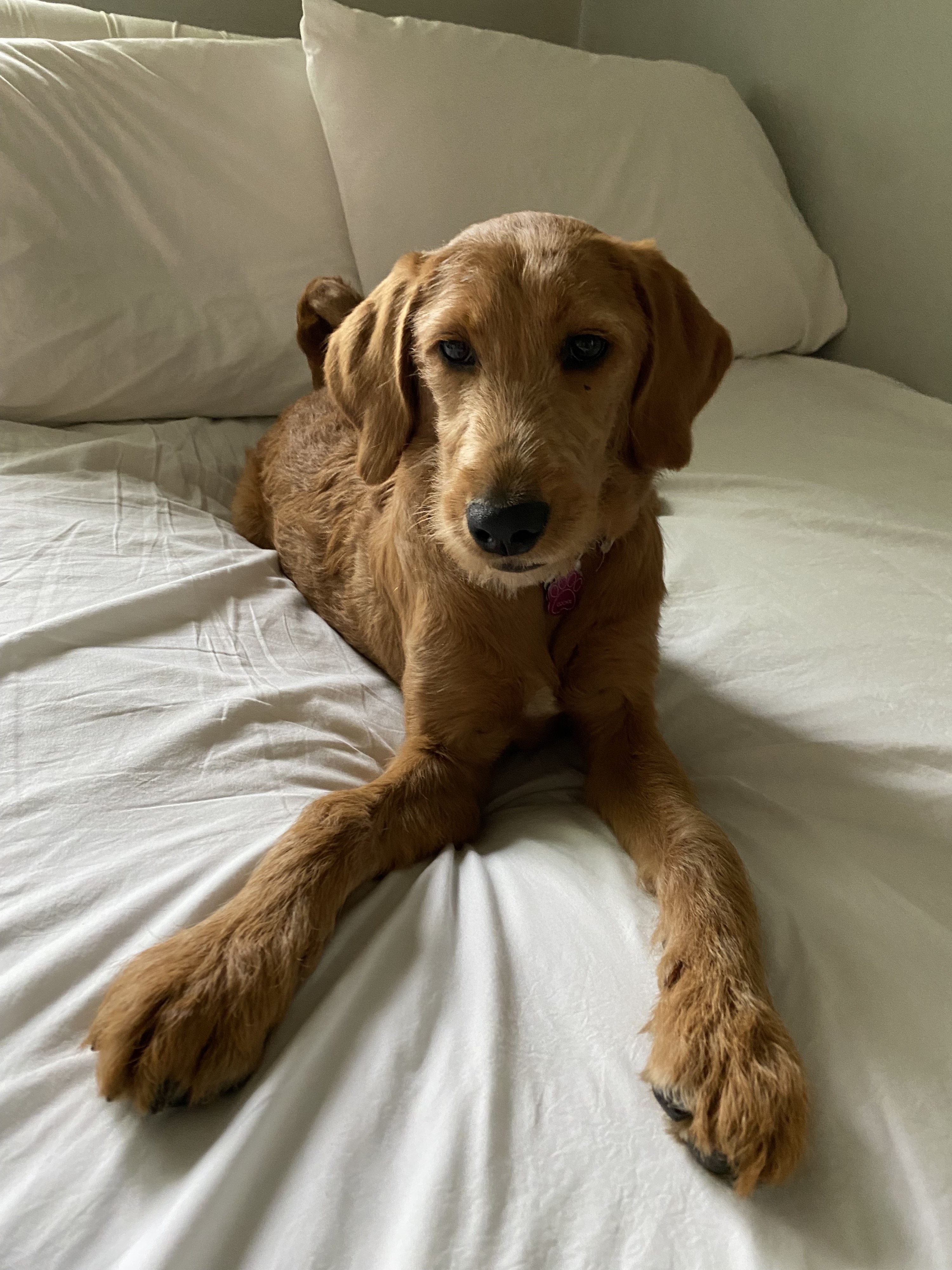 the writer&#x27;s dog on top of the sheets