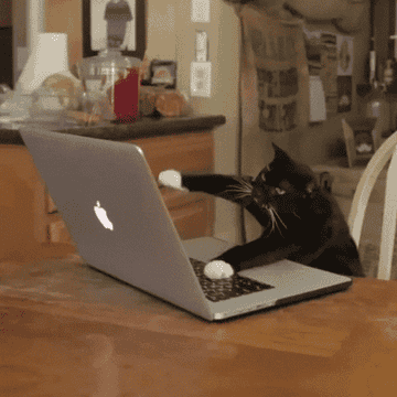 A black-and-white cat typing on a laptop