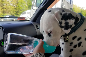 dog drinking from the bottle while owner holds it to their face 