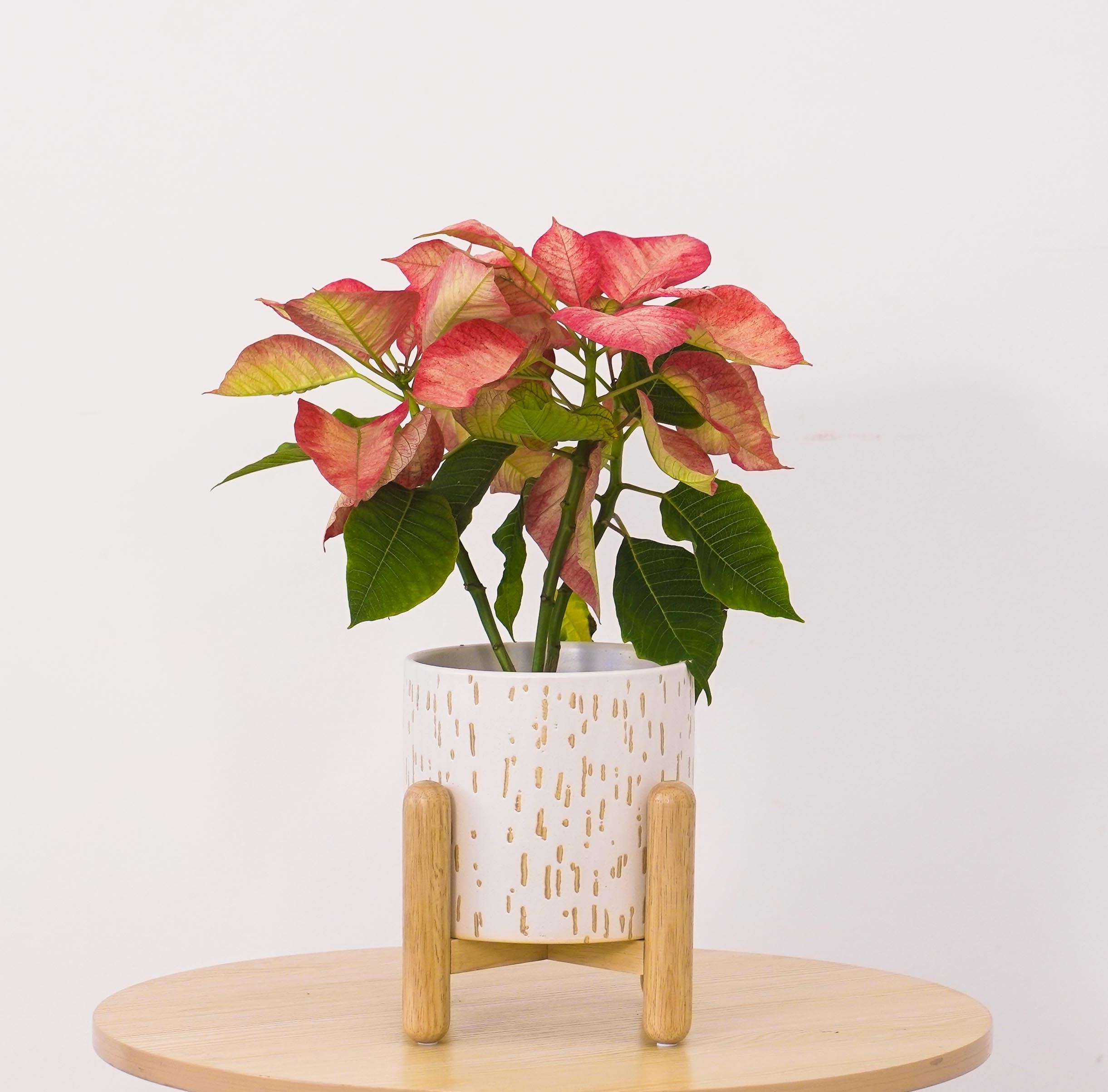 white and wood cylindrical planter with a red and green plant inside