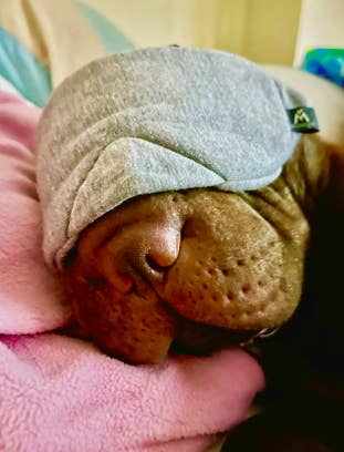 dog wearing the face mask 