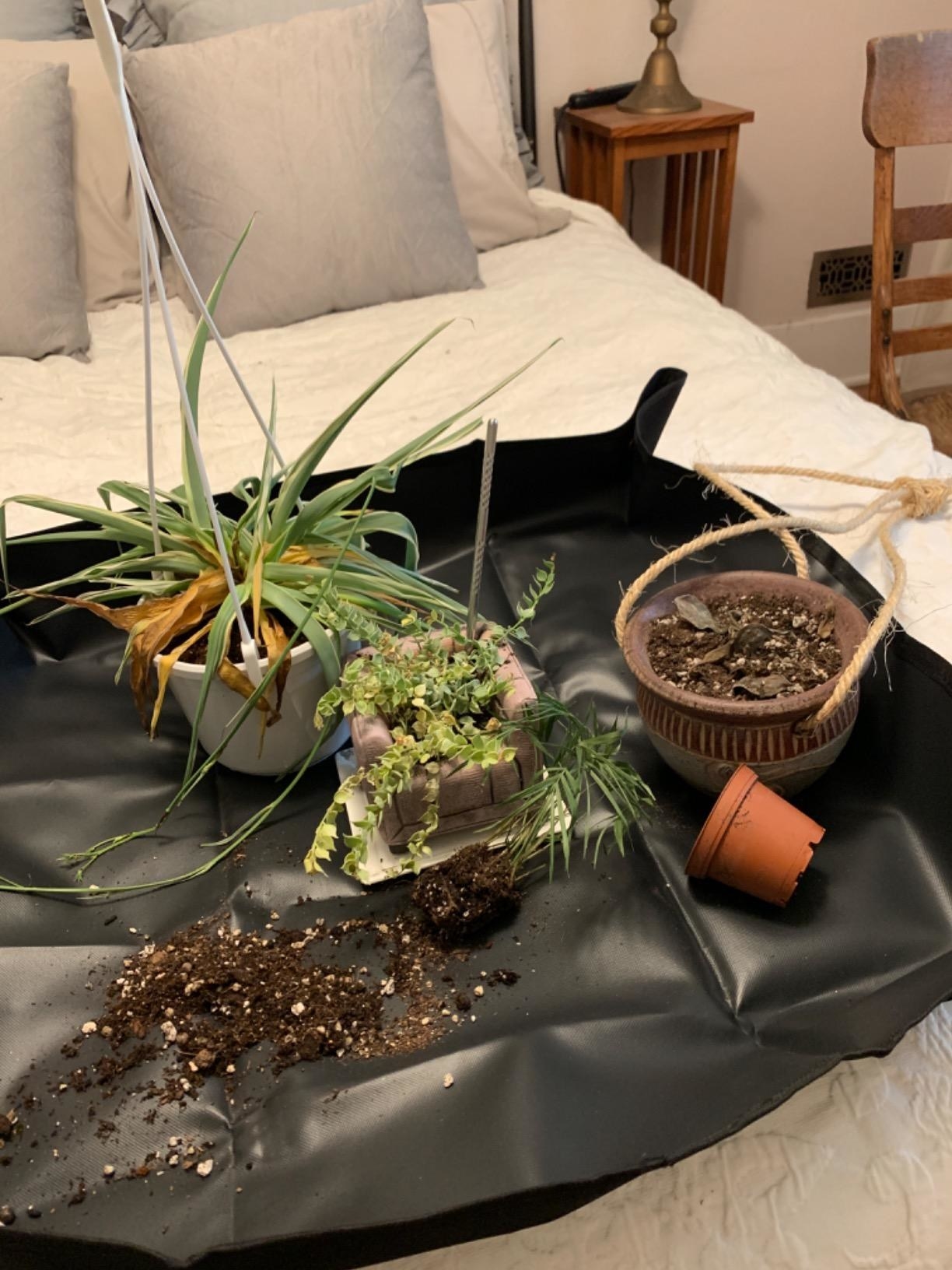 Reviewer&#x27;s repotting mat is laid out on a bed with various plants on top of it