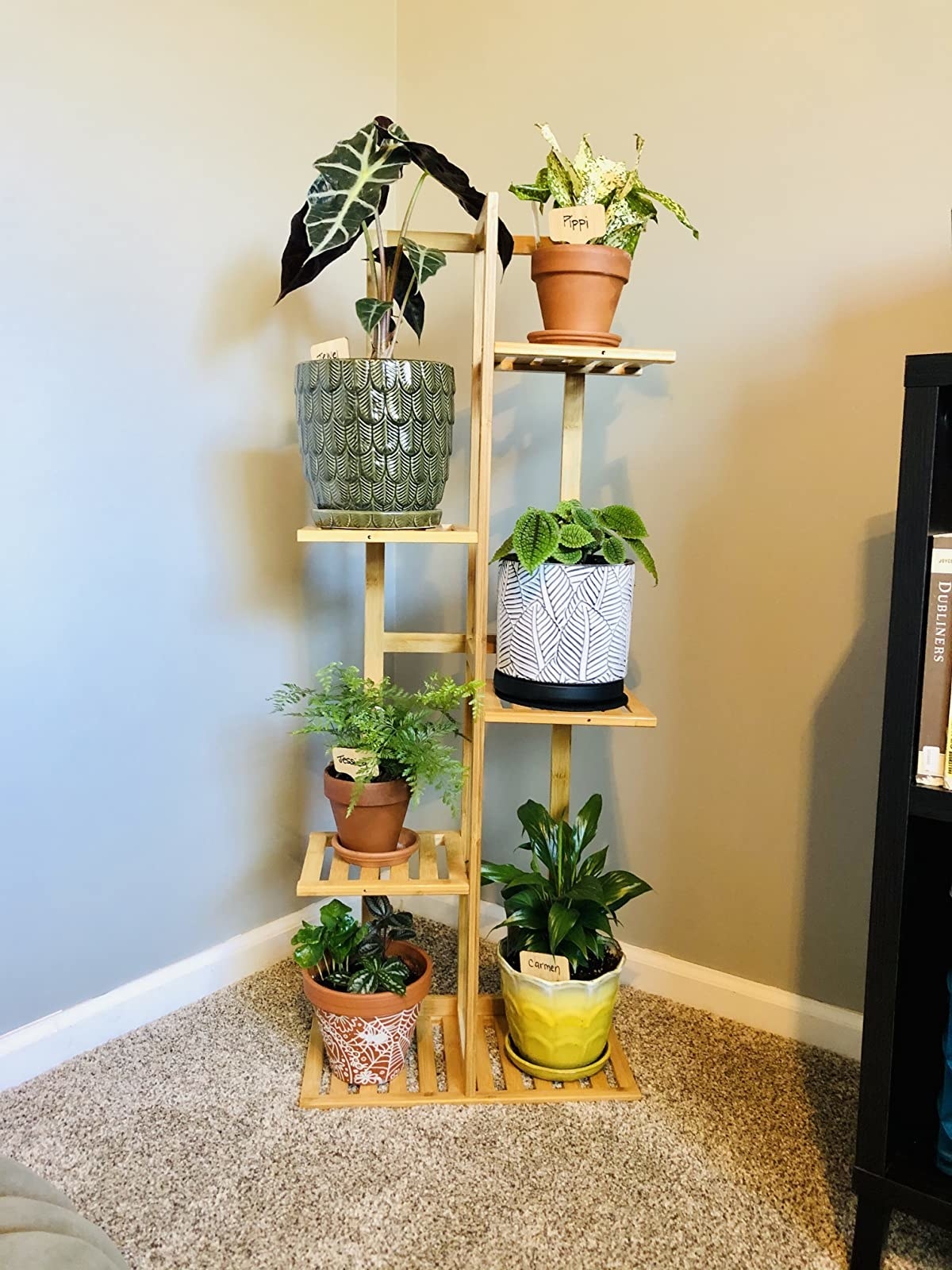 Reviewer&#x27;s wood plant stand shows that the stand can easily fit six medium sized houseplants