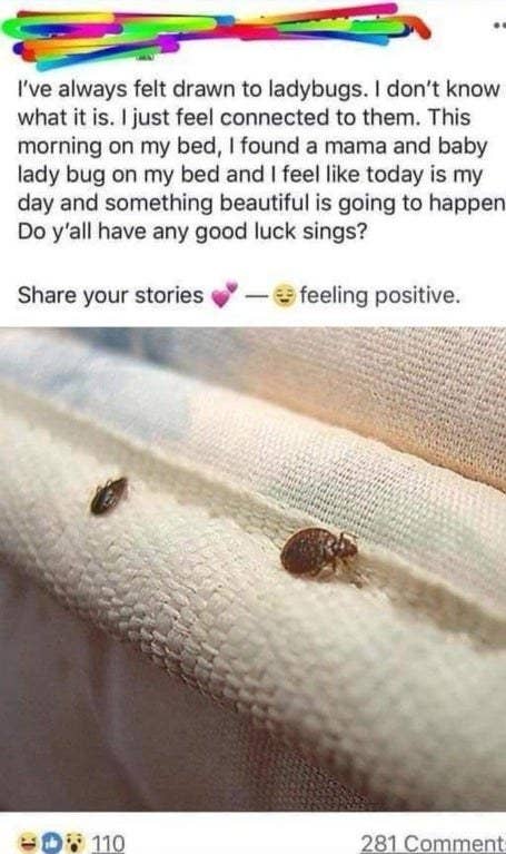 person who posted a picture of bed bugs thiinking they were lady bugs