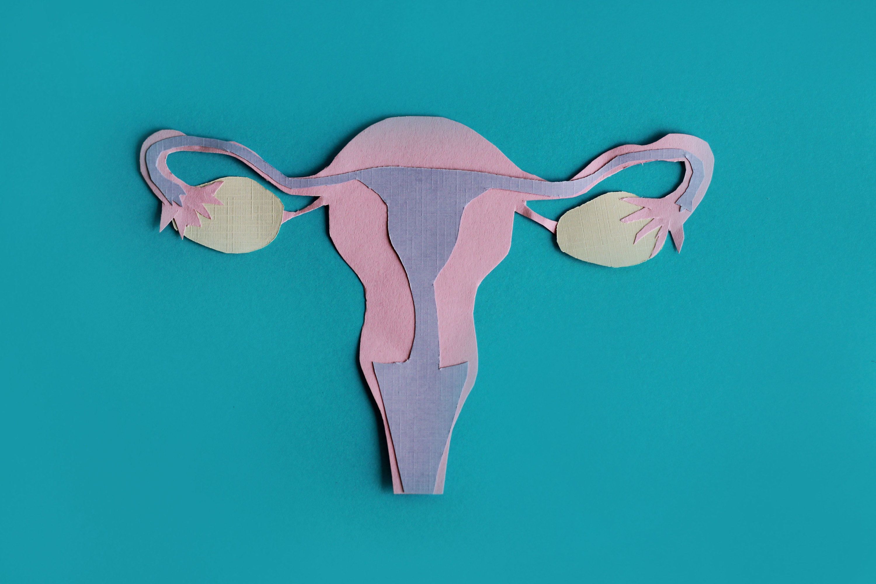 Paper model of human ovaries