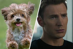 A fluffy puppy is mid leap in the air and a close up of Steve Rogers looking stoic 