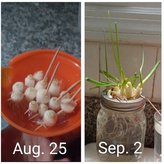 Two photos of scallions growing in water, one when they are small and one when they are mature.