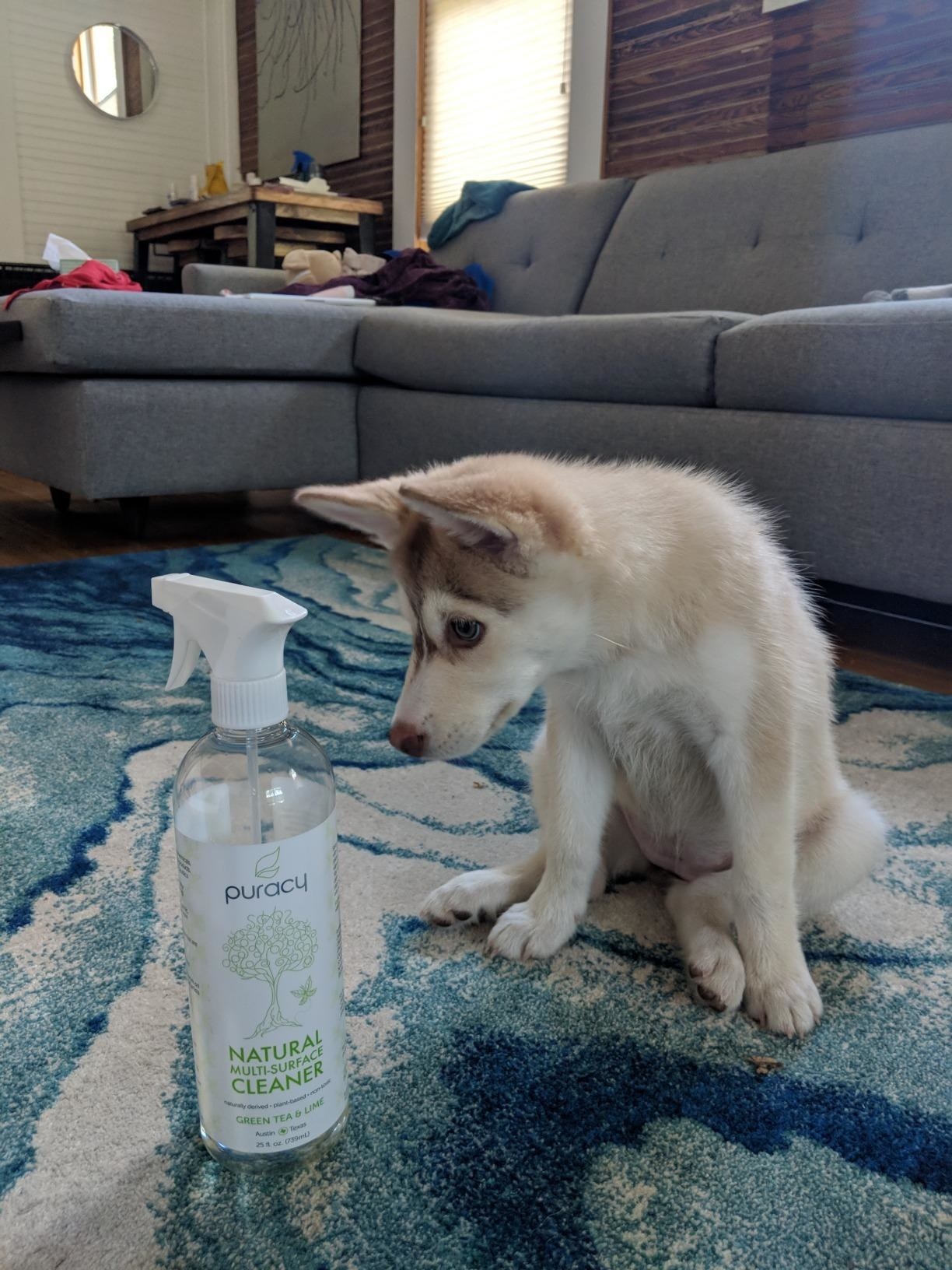 reviewer image of a puppy sitting next to a bottle of puracy spray