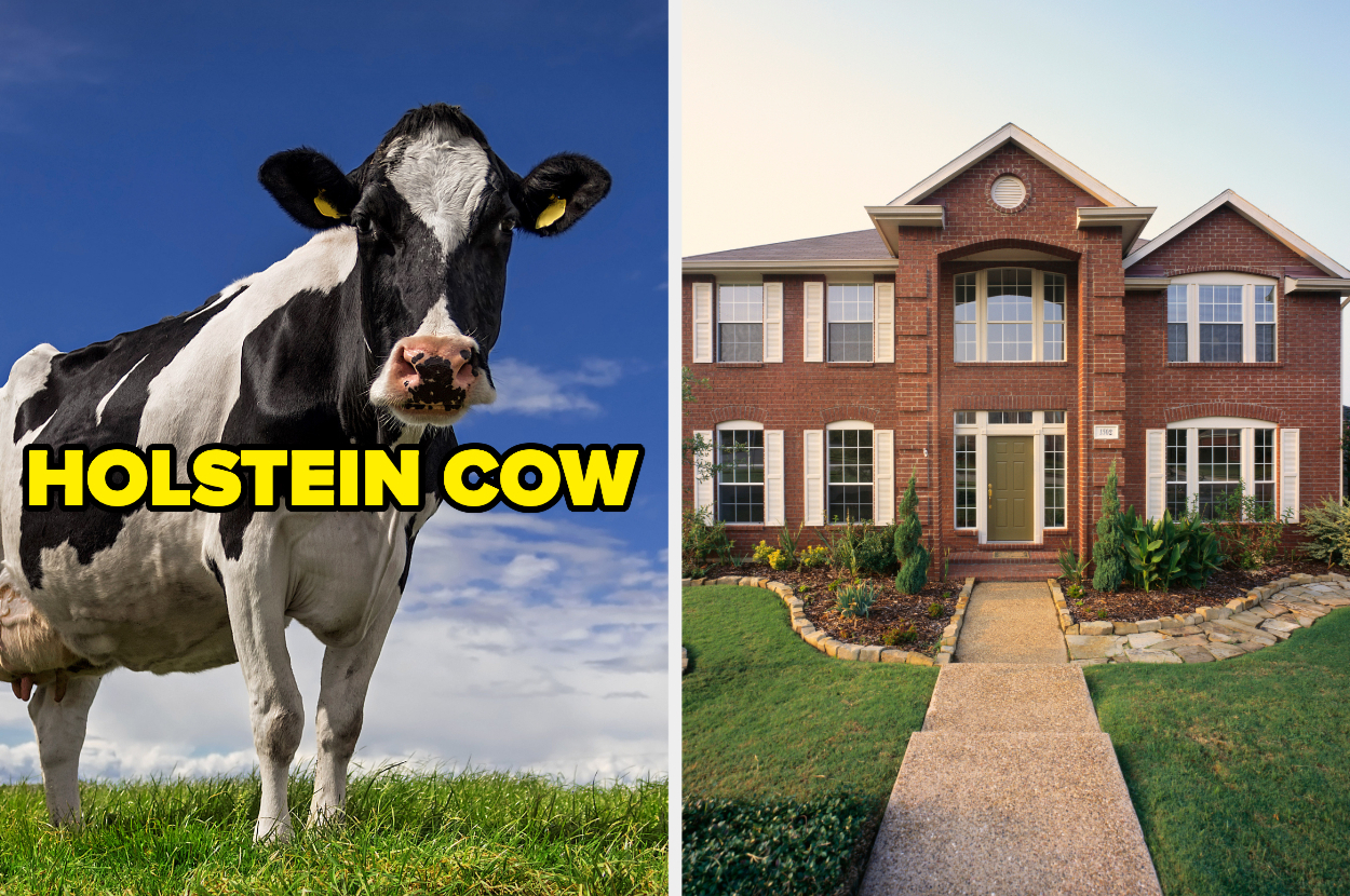 Pick Houses To See What Type Of Cow You Are Quiz   Original 714 1626372050 4 