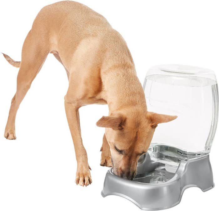 A dog drinking out of the waterer