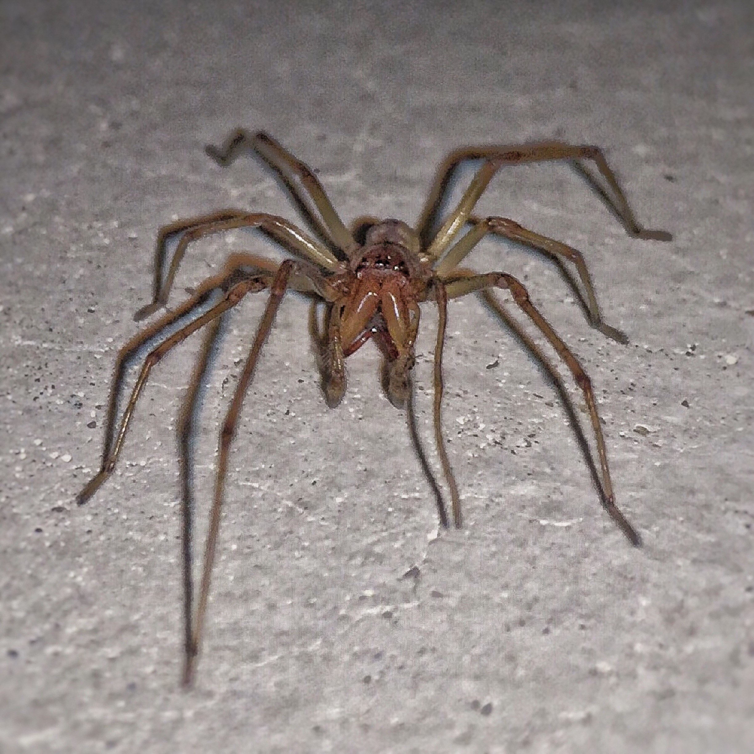 Huge spider