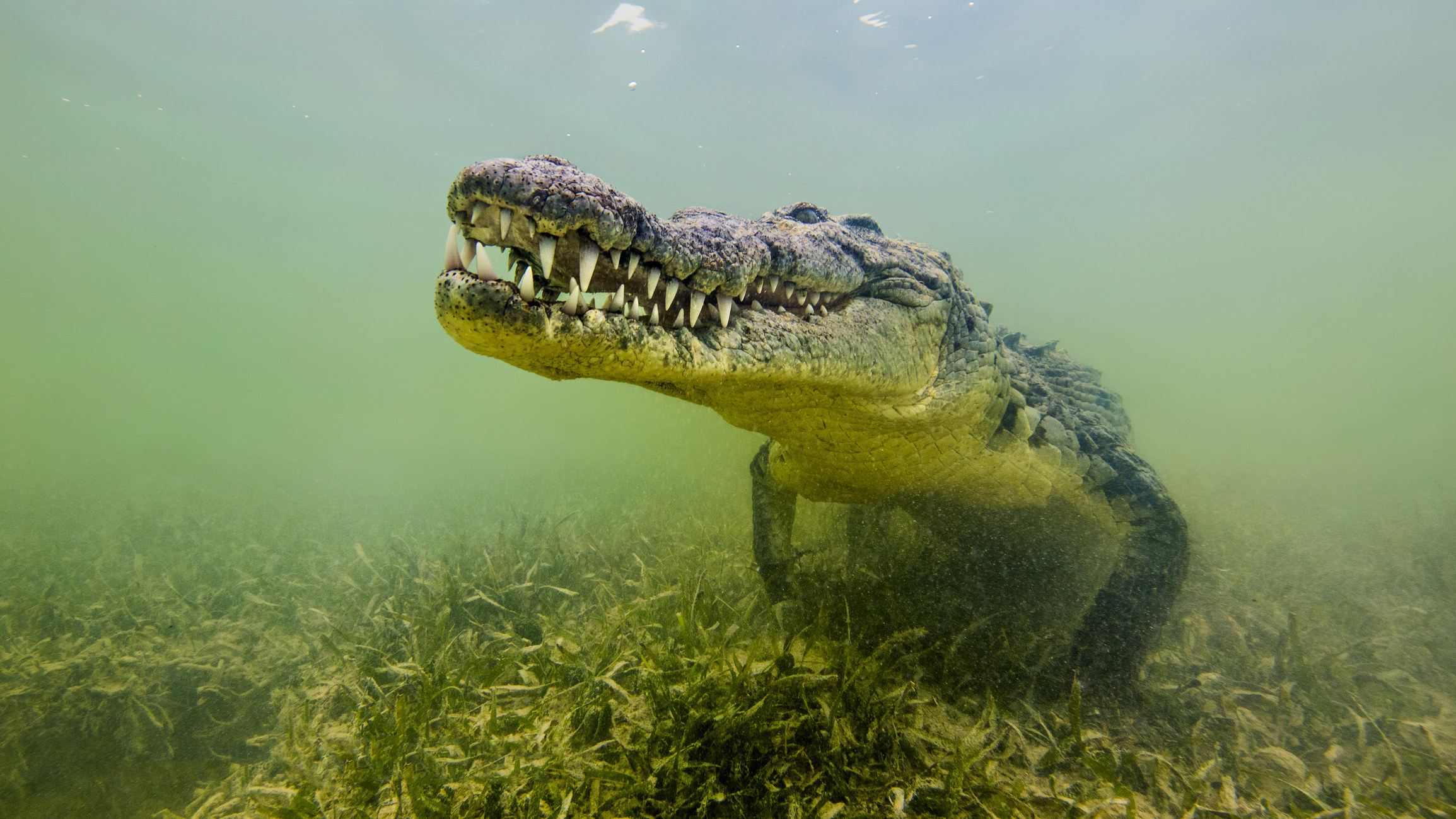 Crocodile underwater